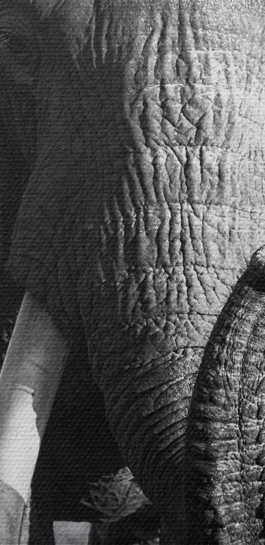 Un éléphant avec des défenses qui marche