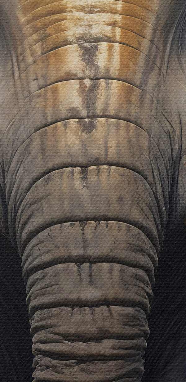 Un éléphant avec de grandes oreilles Un éléphant avec de grandes oreilles