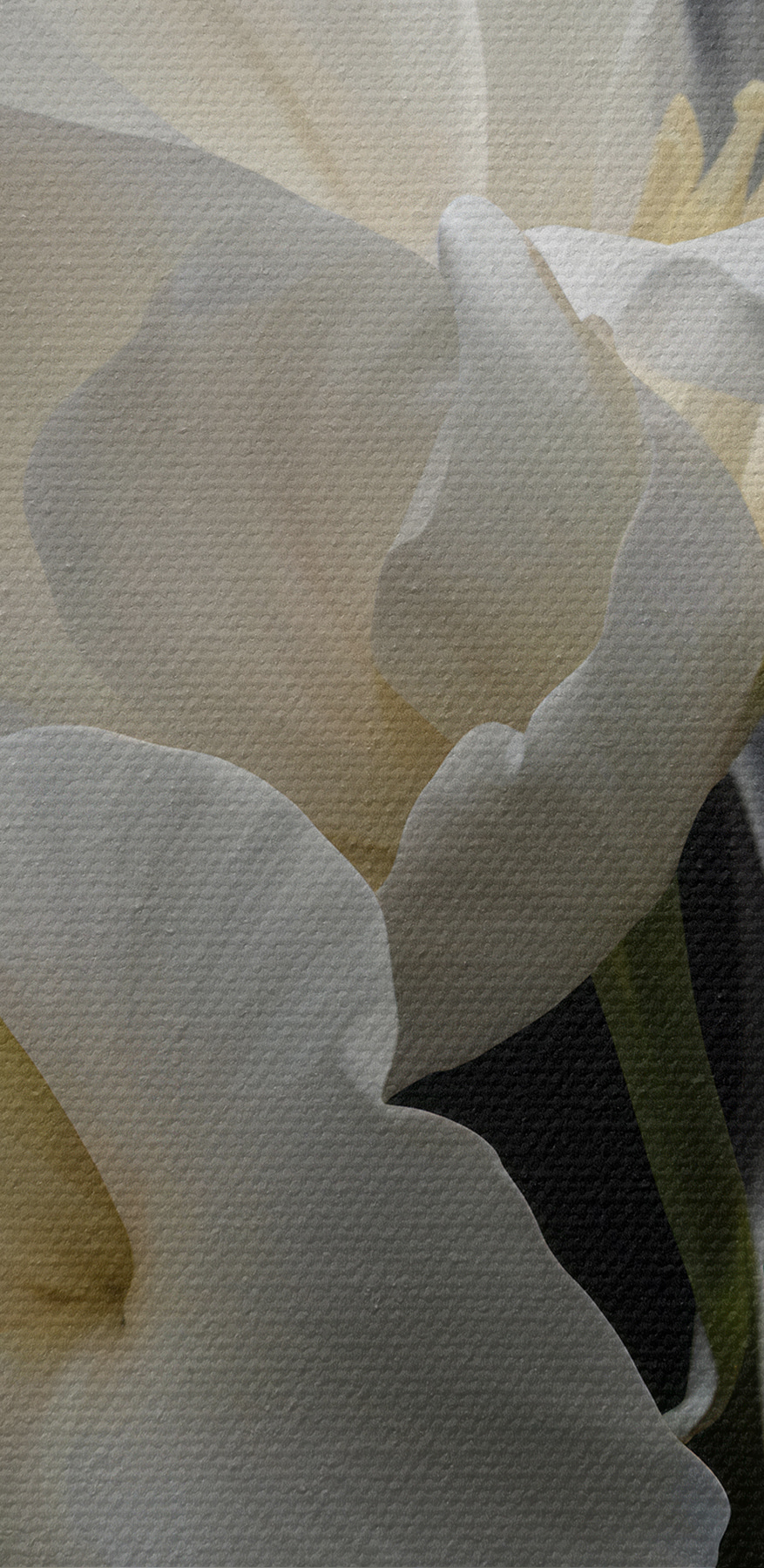 Gros plan sur une fleur