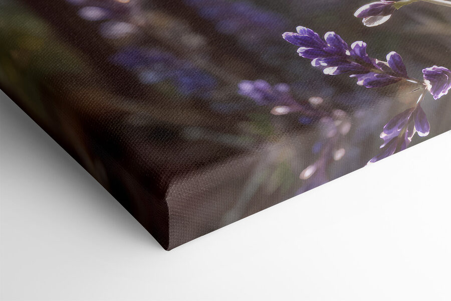 Gros plan sur des fleurs violettes Gros plan sur des fleurs violettes