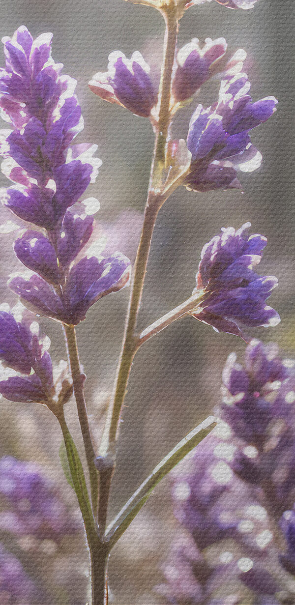 Gros plan sur des fleurs violettes Gros plan sur des fleurs violettes