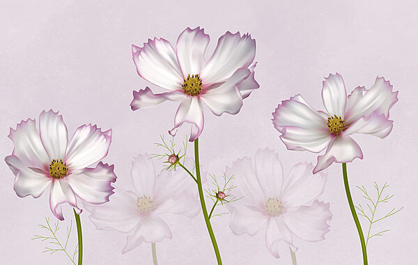 Groupe de fleurs blanches Groupe de fleurs blanches