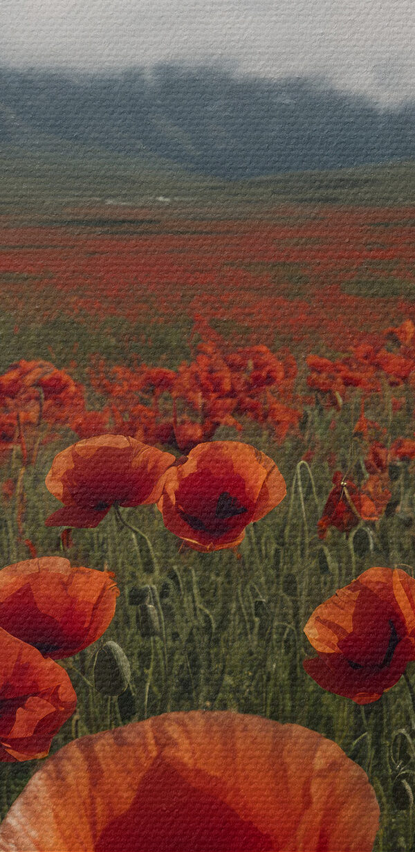 Champ de fleurs rouges avec une montagne en arrière-plan Champ de fleurs rouges avec une montagne en arrière-plan