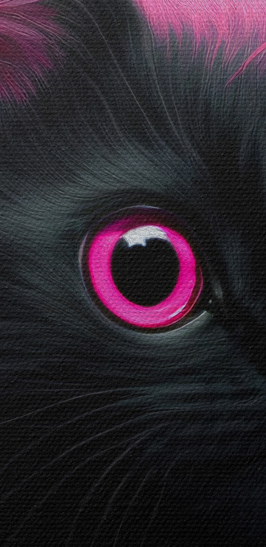Chat noir à poils roses