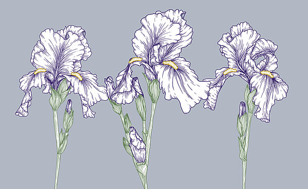 Groupe de fleurs blanches Groupe de fleurs blanches