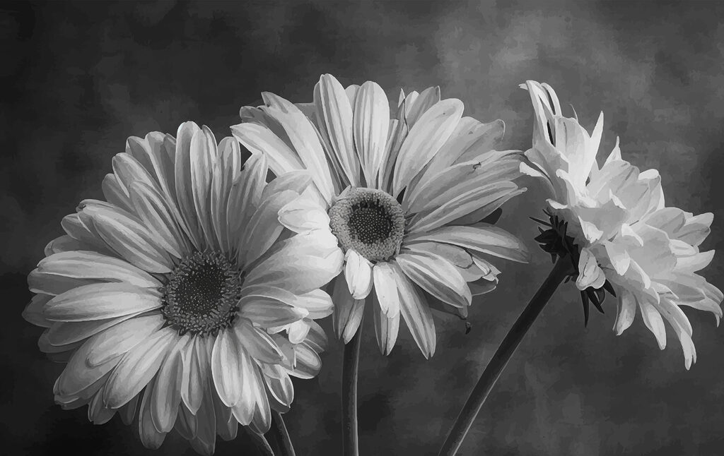 Groupe de fleurs avec pétales Groupe de fleurs avec pétales
