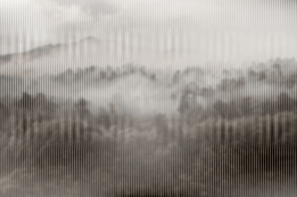 Forêt brumeuse avec des arbres Forêt brumeuse avec des arbres