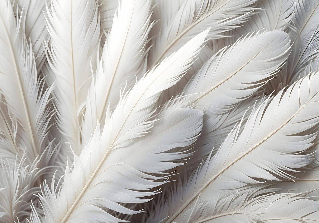 Groupe de plumes blanches Groupe de plumes blanches