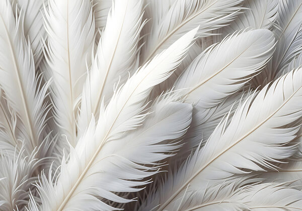 Groupe de plumes blanches Groupe de plumes blanches