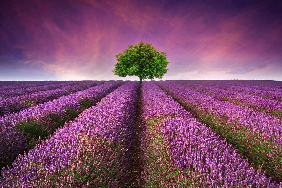 Arbre dans un champ de lavande