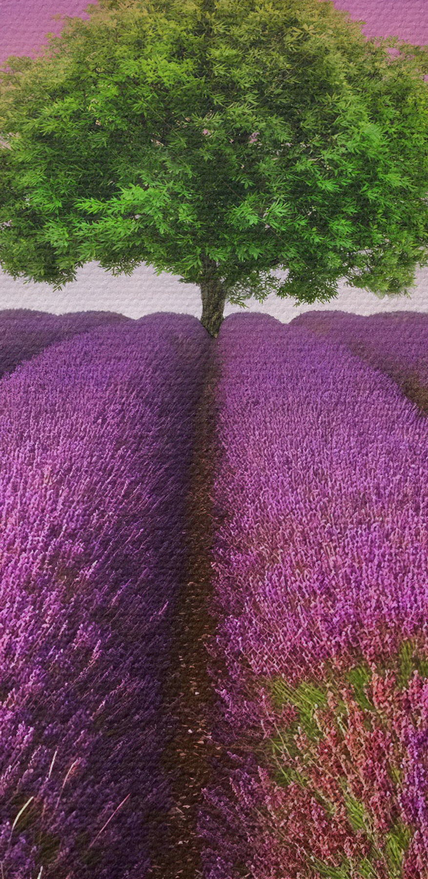 Arbre dans un champ de lavande