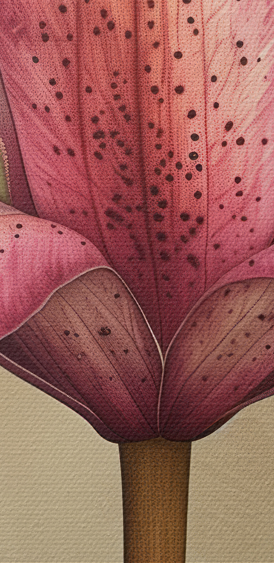Gros plan sur une fleur