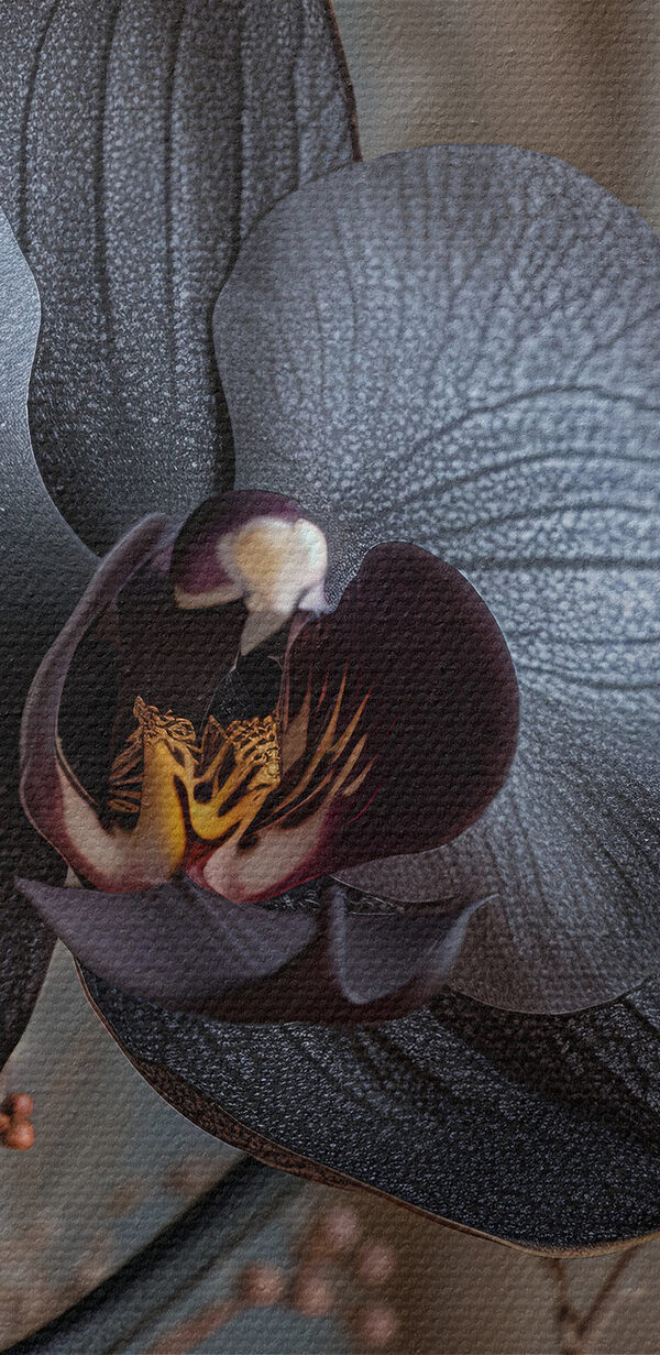 Fleur noire avec des fleurs blanches Fleur noire avec des fleurs blanches