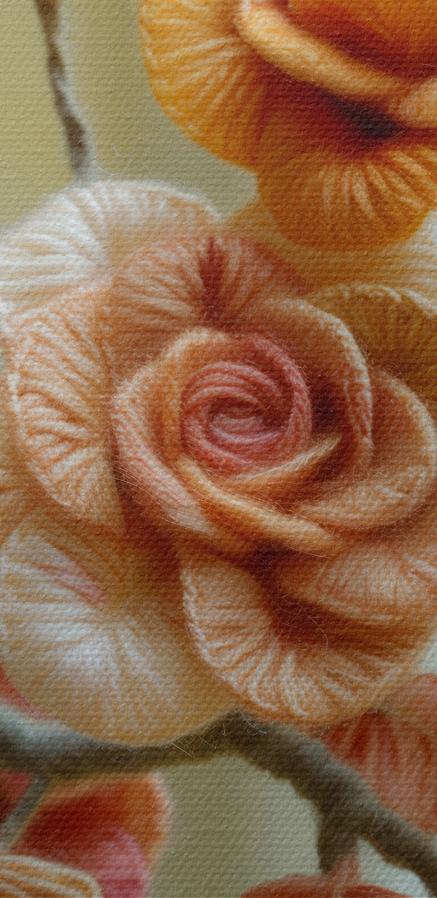Gros plan sur une fleur