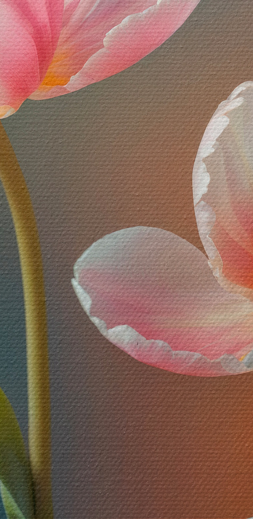 Groupe de fleurs roses et blanches
