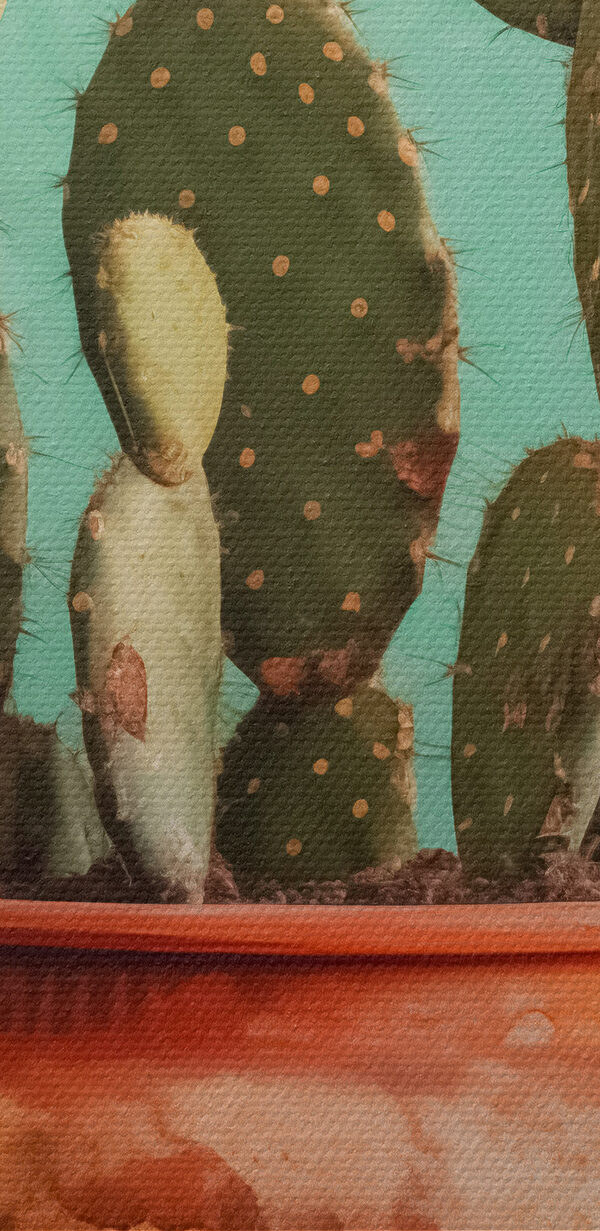 Cactus en pot Cactus en pot
