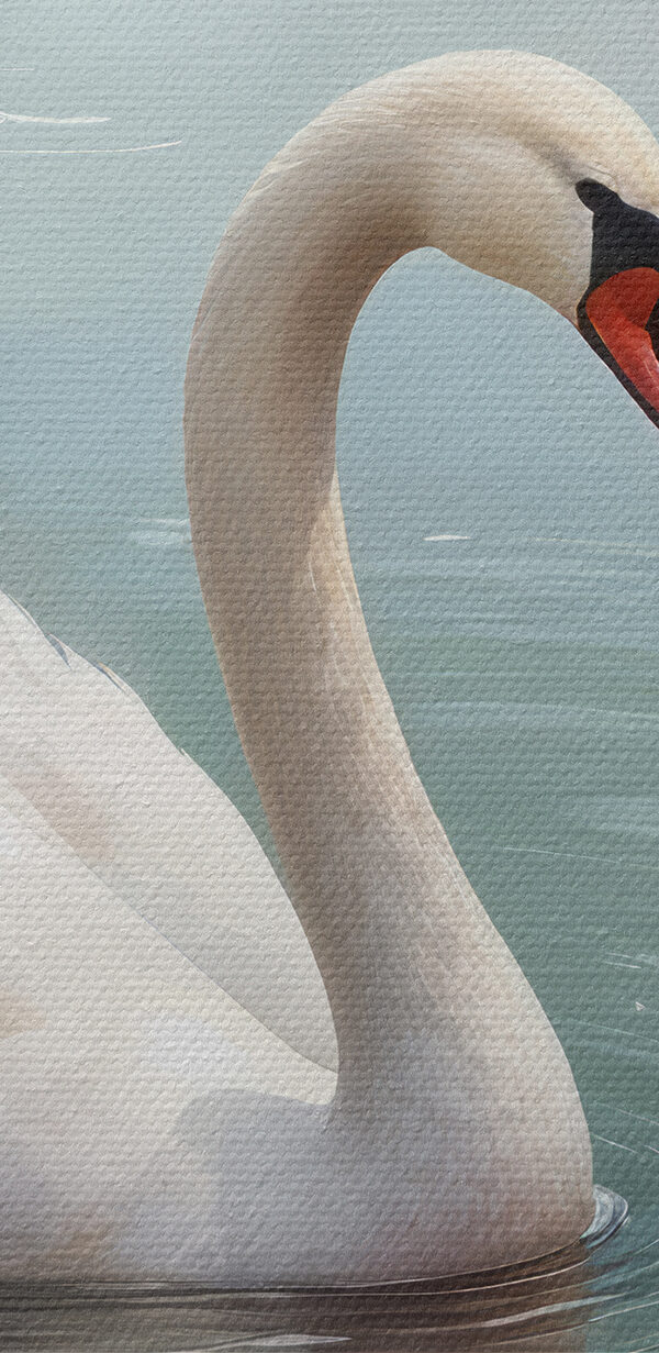 Cygne blanc dans l'eau avec des fleurs roses Cygne blanc dans l'eau avec des fleurs roses