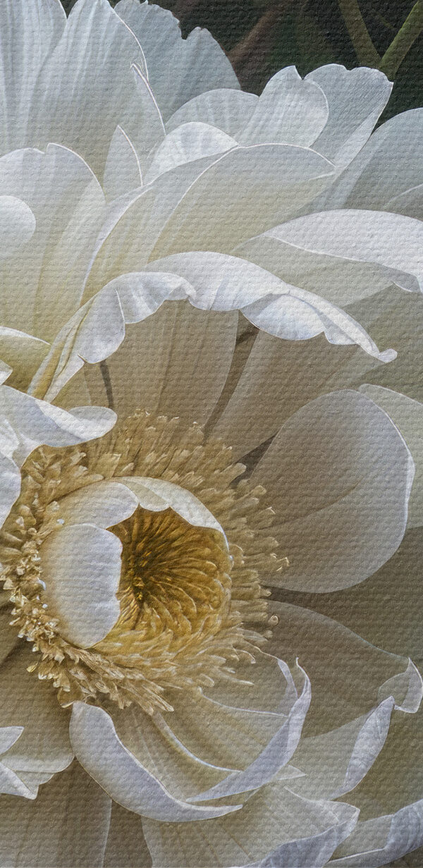 Groupe de fleurs blanches Groupe de fleurs blanches