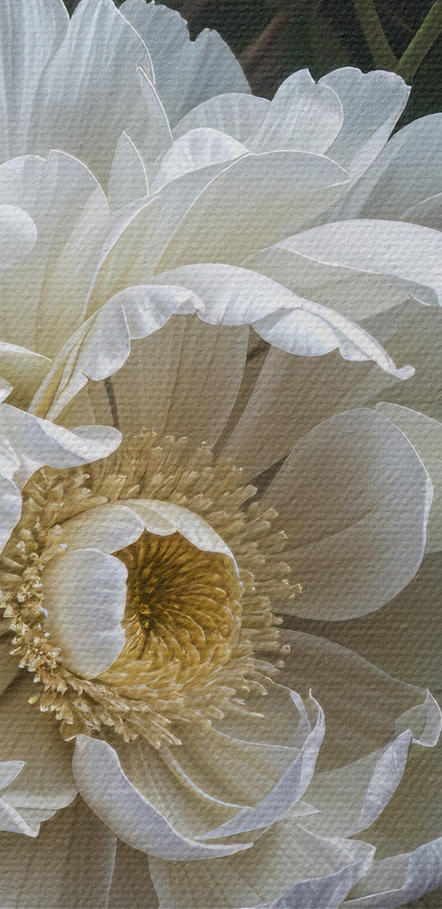 Groupe de fleurs blanches