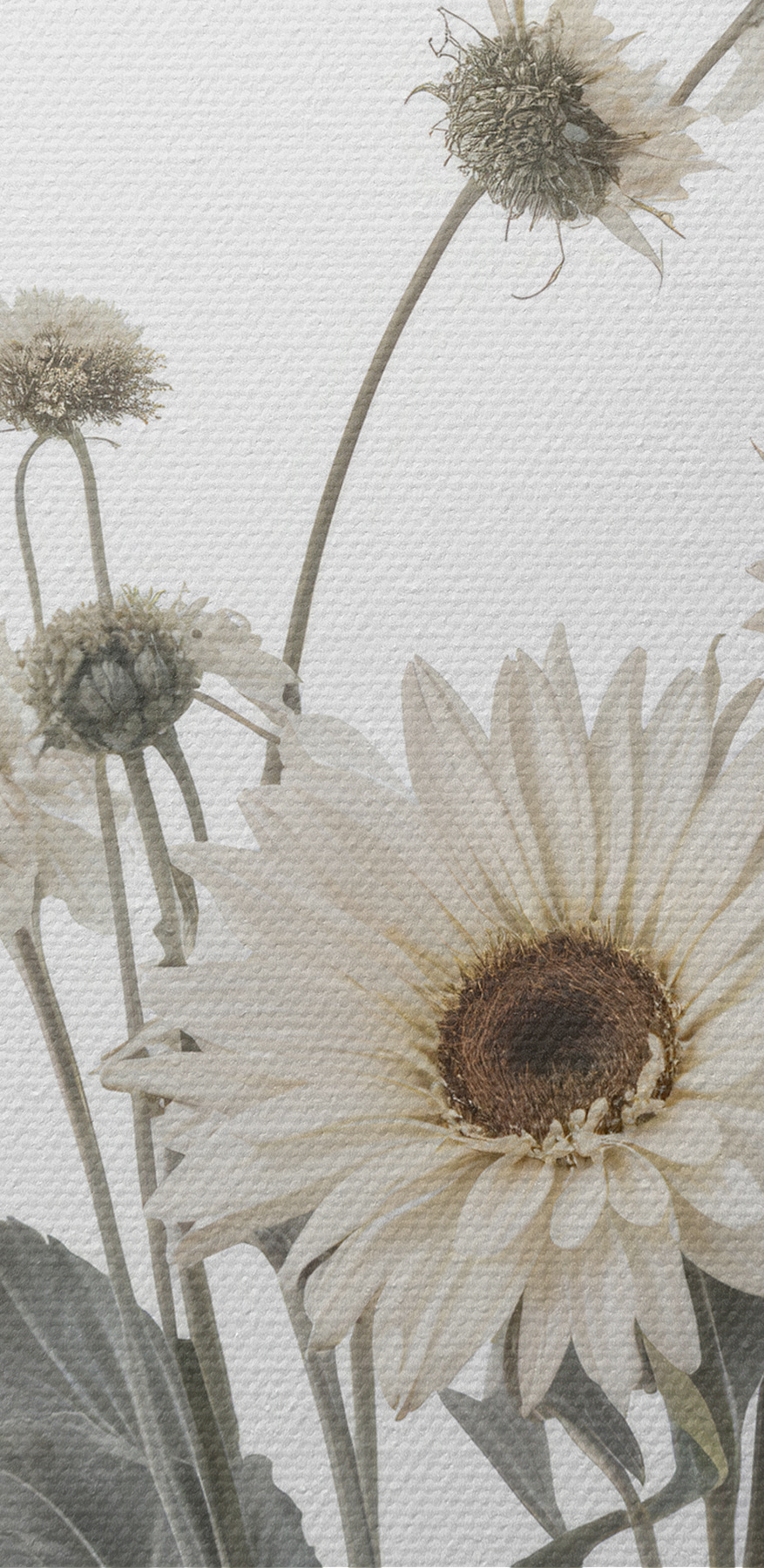 Groupe de fleurs blanches