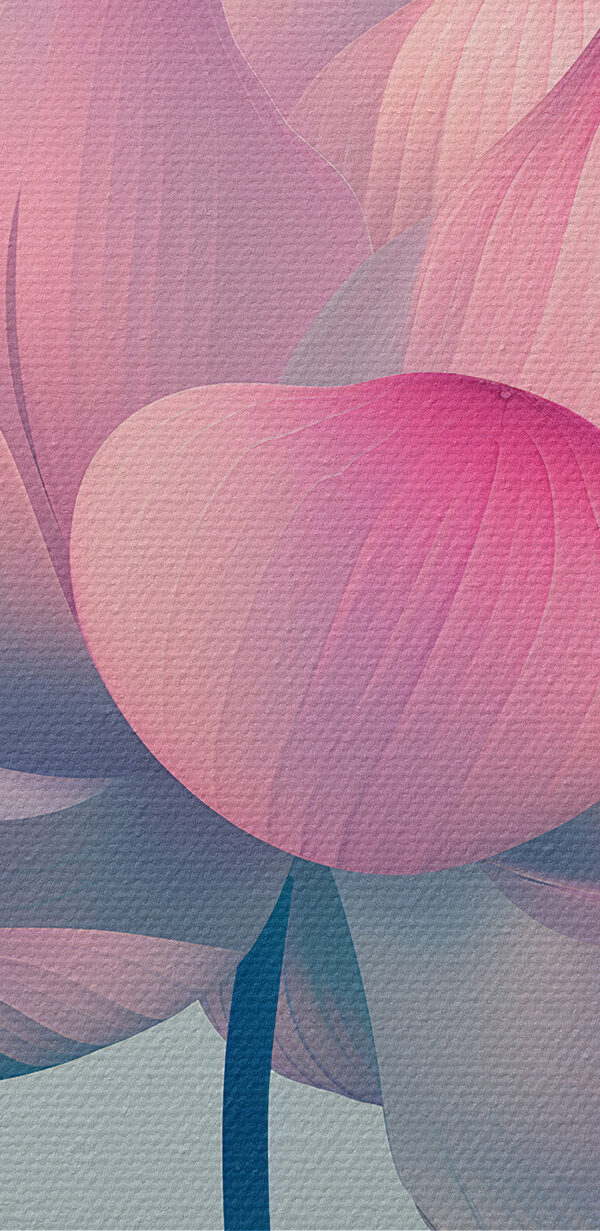 Fleur rose et blanche Fleur rose et blanche