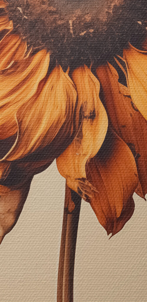 Sunflower with a brown center