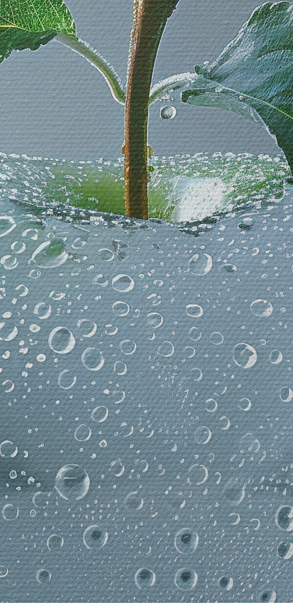 Pomme claire avec des gouttes d'eau Pomme claire avec des gouttes d'eau