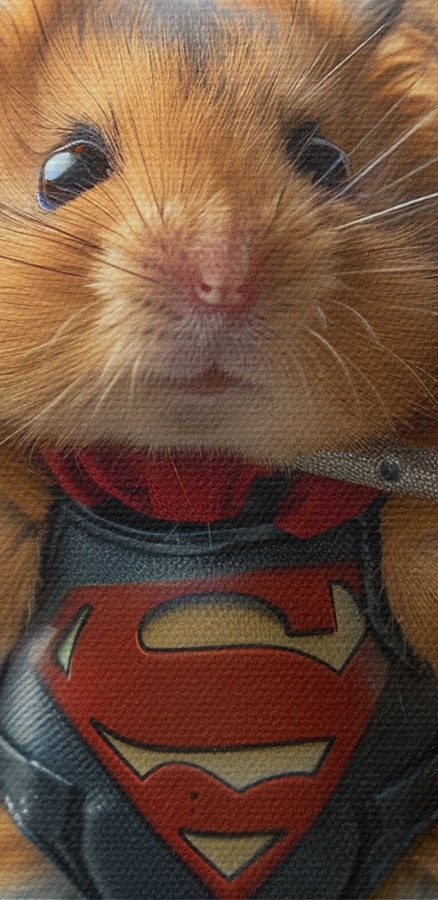 Hamster portant un vêtement de super-héros et tenant une barre d'haltères