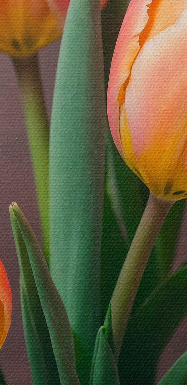 Groupe de tulipes roses et jaunes Groupe de tulipes roses et jaunes