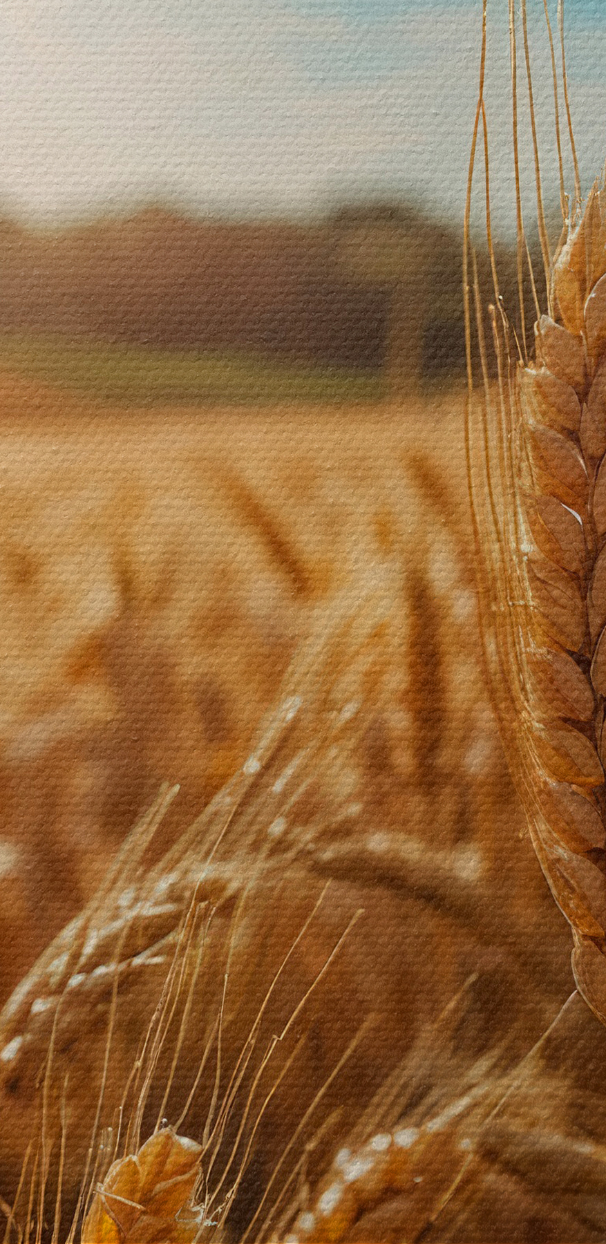 Champ de blé avec le soleil en arrière-plan