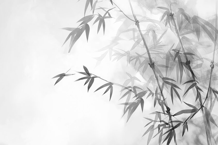 Feuilles de bambou sur une branche Feuilles de bambou sur une branche