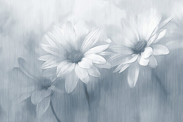 Groupe de fleurs blanches Groupe de fleurs blanches