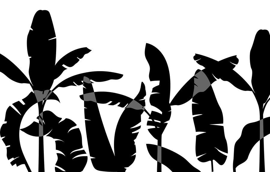 Silhouette noire d'une feuille de bananier Silhouette noire d'une feuille de bananier