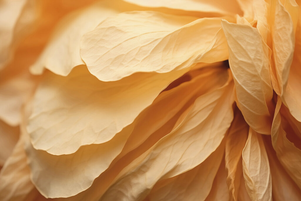 Gros plan sur une fleur Gros plan sur une fleur