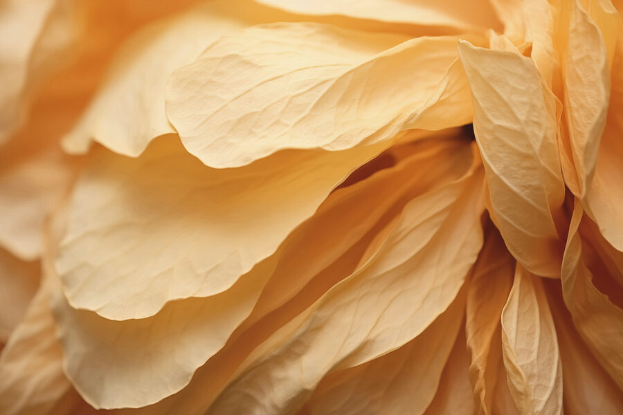 Gros plan sur une fleur