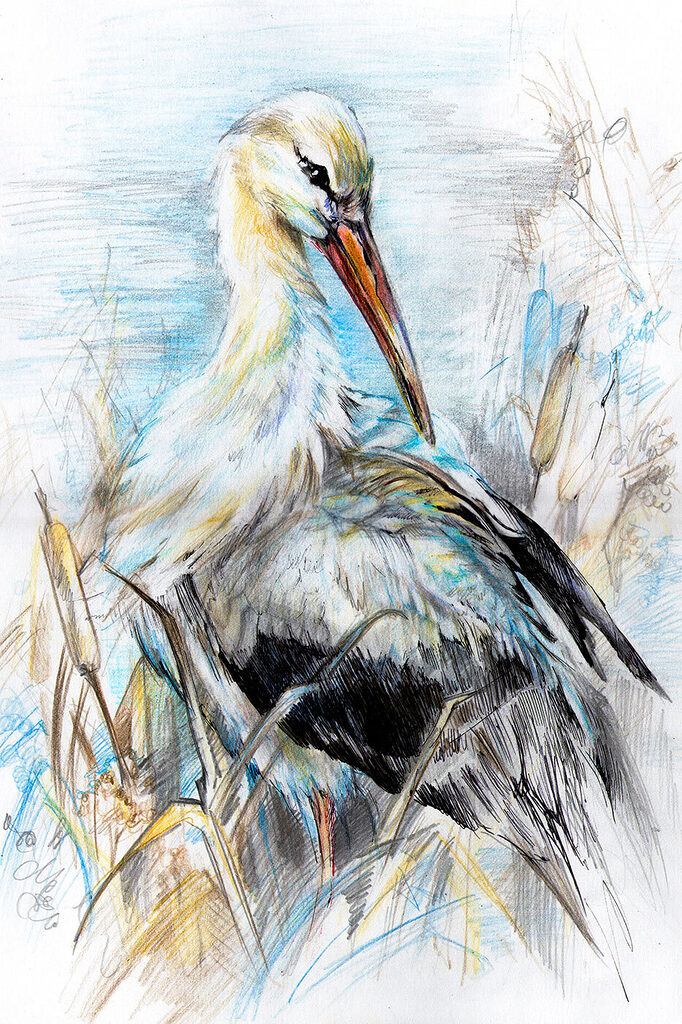 Drawing of a bird
