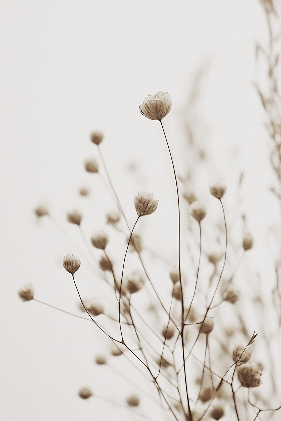 Gros plan sur des fleurs