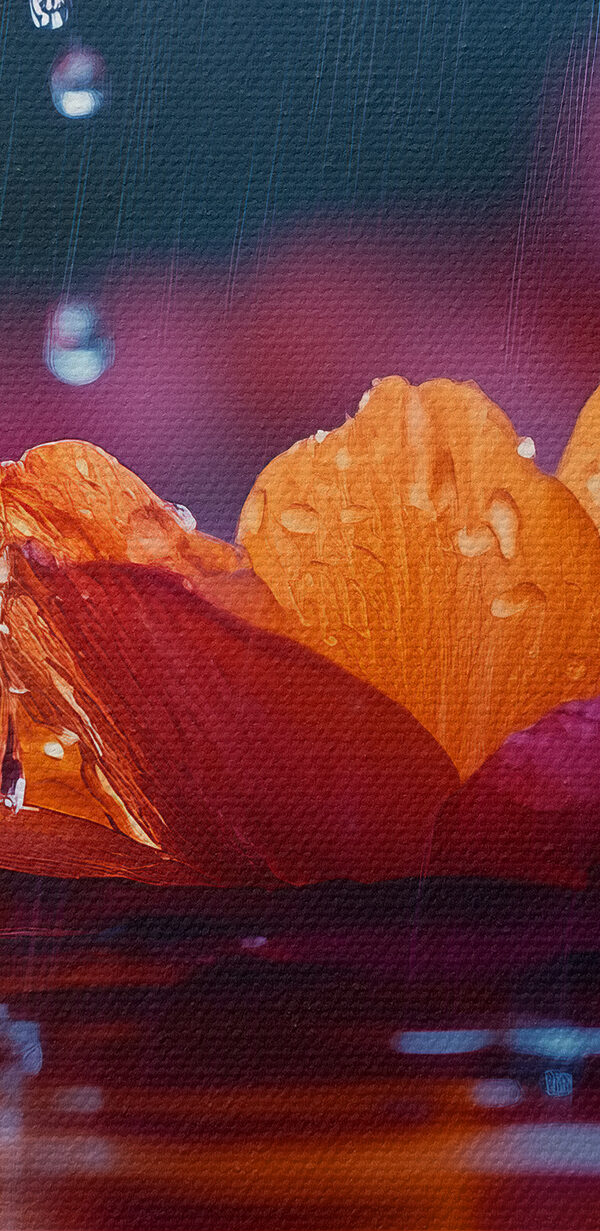 Fleur dans l'eau Fleur dans l'eau