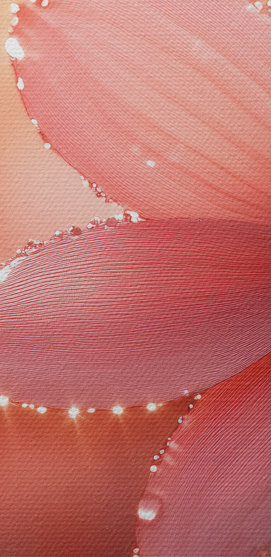 Fleur rose avec des gouttes d'eau