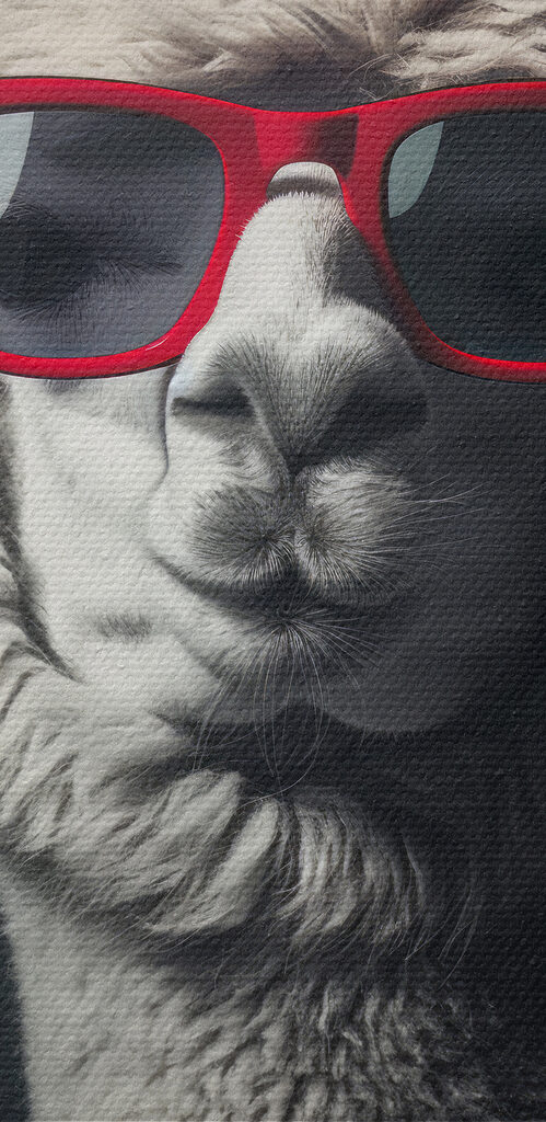 Llama wearing red sunglasses