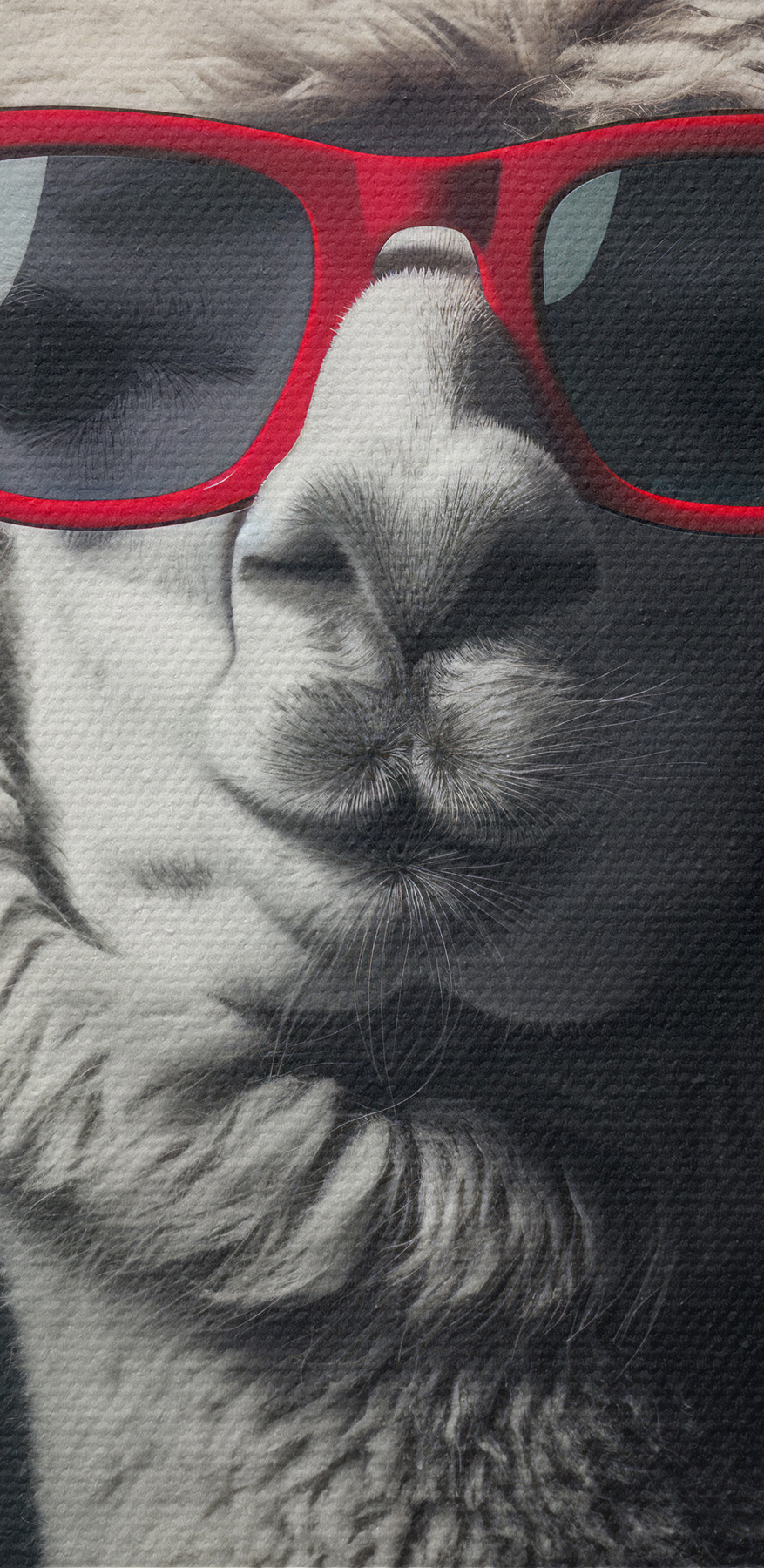 Lama portant des lunettes de soleil rouges