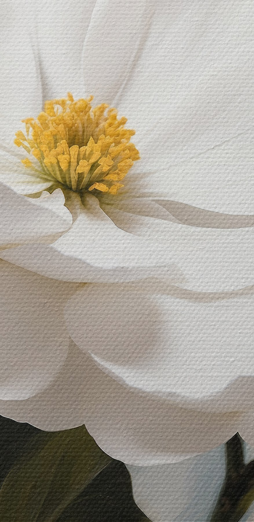 Groupe de fleurs blanches Groupe de fleurs blanches