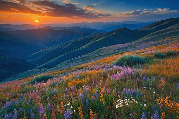 Champ de fleurs sur une montagne Champ de fleurs sur une montagne