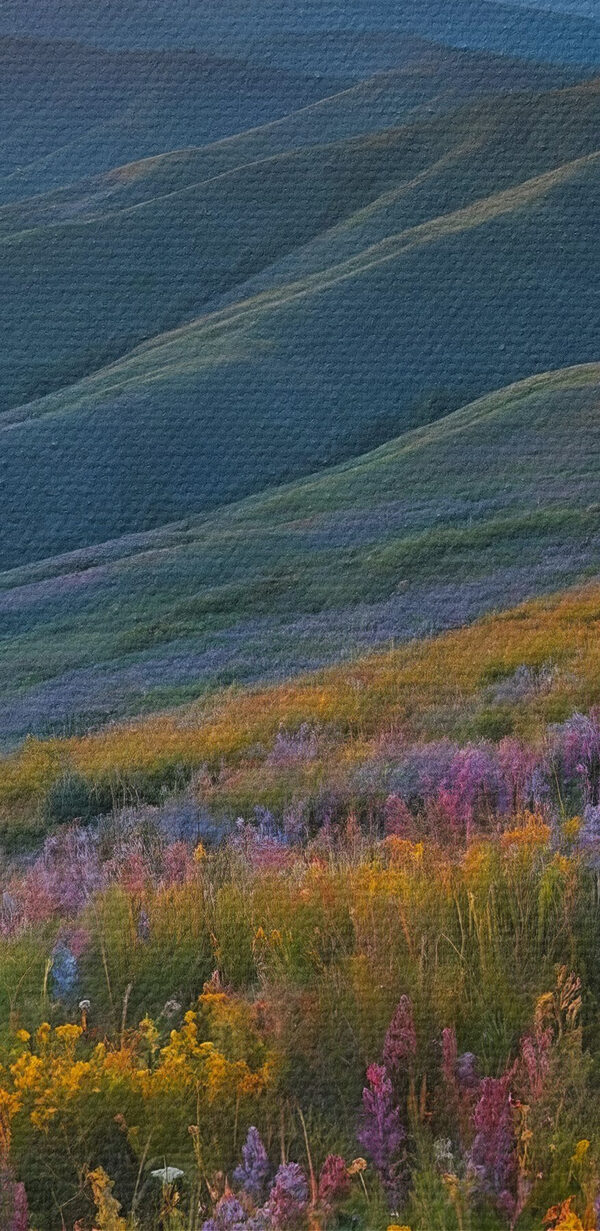 Champ de fleurs sur une montagne Champ de fleurs sur une montagne