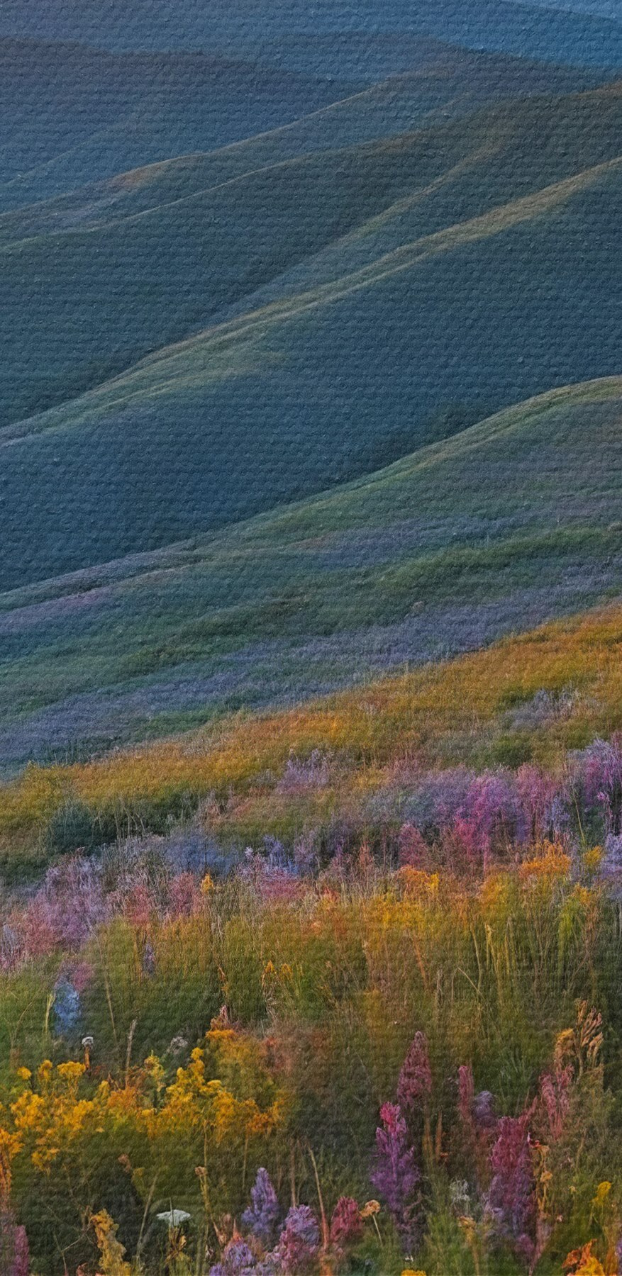 Champ de fleurs sur une montagne