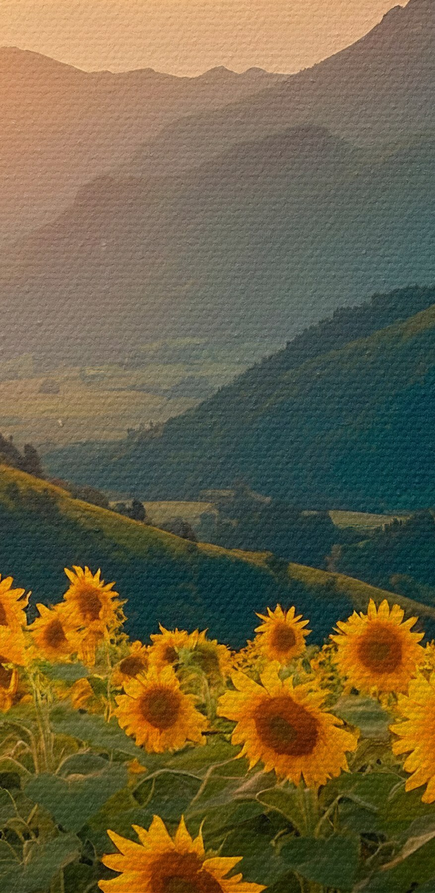 Champ de tournesols en montagne
