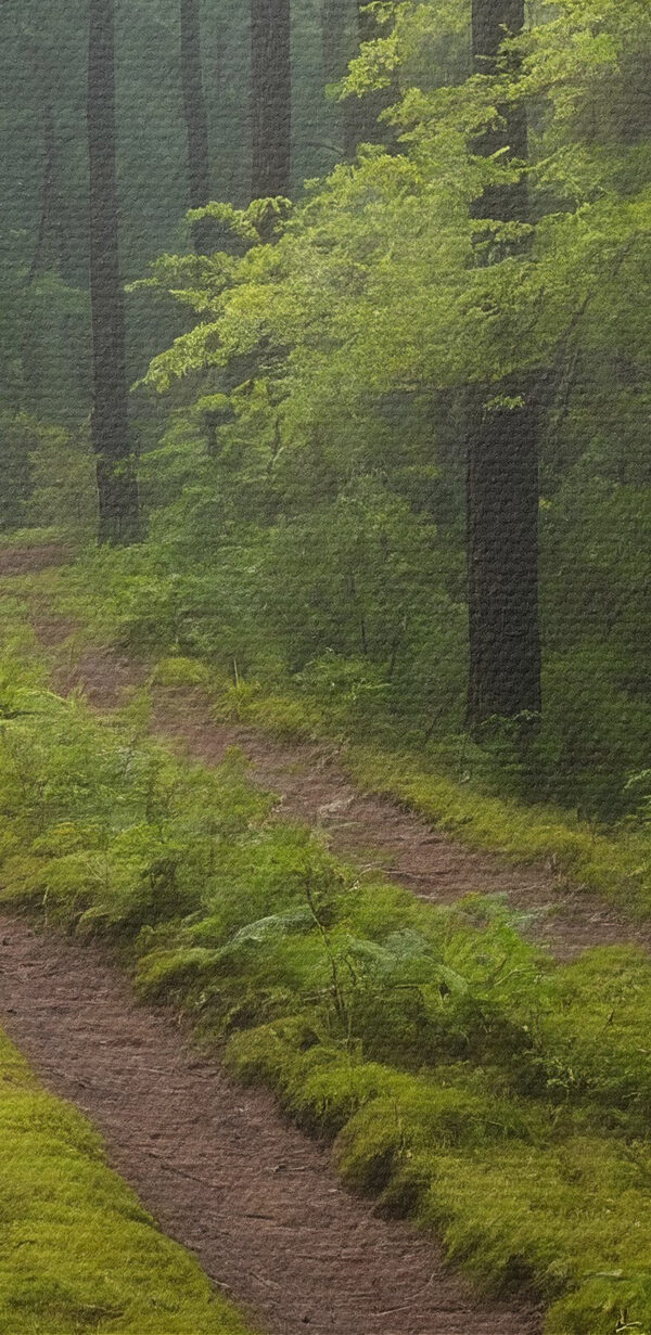 Chemin de terre à travers une forêt Chemin de terre à travers une forêt