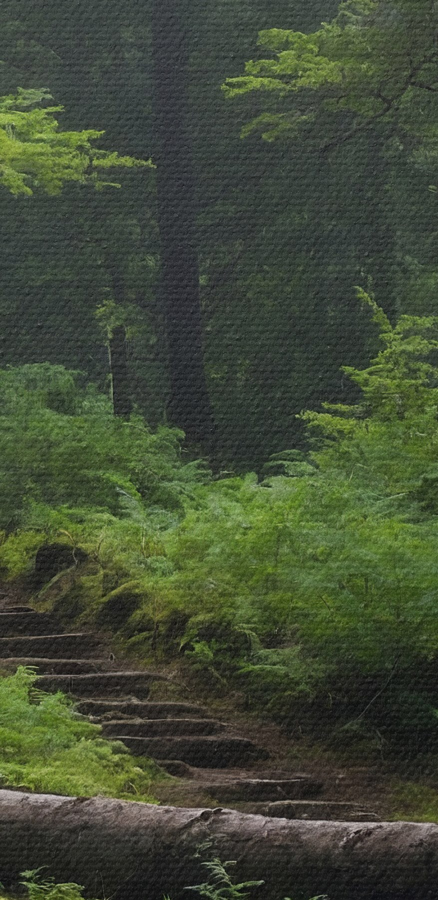 Arbre tombé au-dessus d'une étendue d'eau
