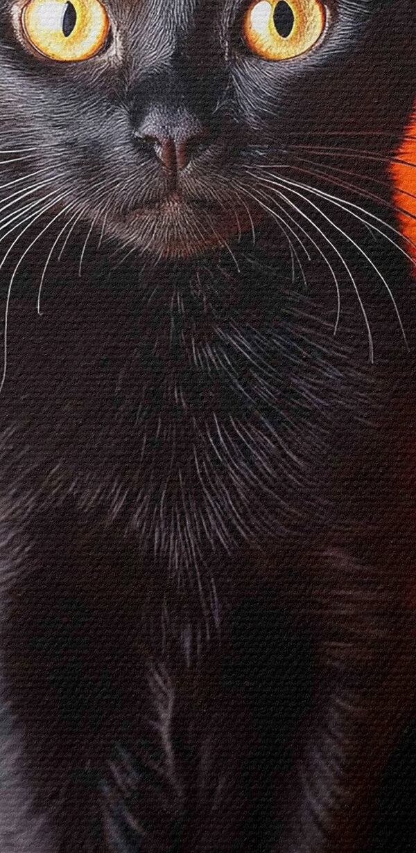 Chat noir assis à côté de deux citrouilles Chat noir assis à côté de deux citrouilles