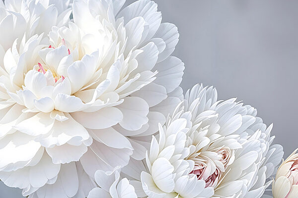 Gros plan sur des fleurs blanches Gros plan sur des fleurs blanches